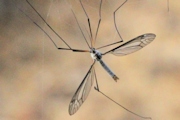 Crane Fly (zc) (Tipulidae sp)